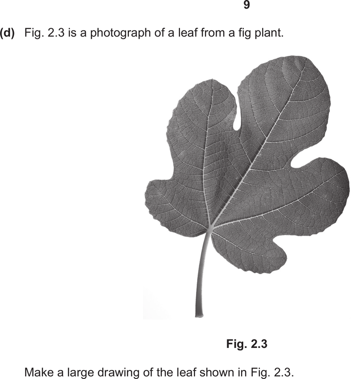 Mark scheme example: Biological drawing from specimen