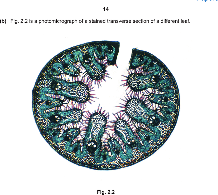 Mark scheme example: Cell drawing from micrograph (Paper 3)