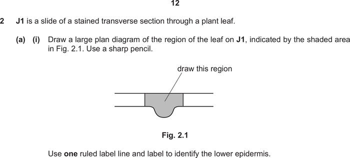 Mark scheme example: Plan diagram (Paper 3 — tissue drawing)